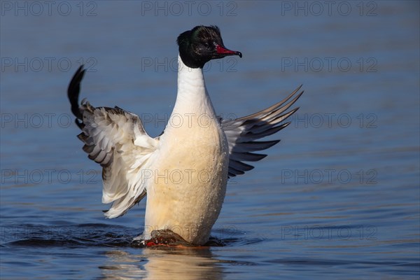 goosander