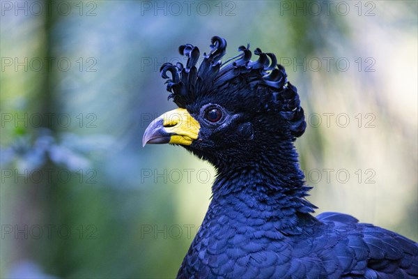 Bare-faced shokko (Crax fasciolata) Pantanal Brazil