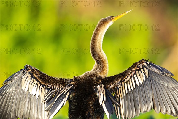 American darter (Anhinga anhinga) Pantanal Brazil