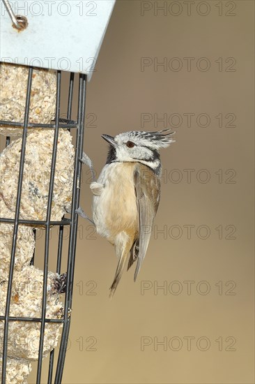 Crested Tit (Lophophanes cristatus), feeding on fat balls, North Rhine-Westphalia, Germany, Europe