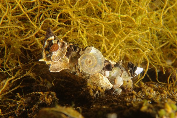 Larva of caddisfly (Trichoptera), dive site Zollbruecke, Rheinau, Rhine, High Rhine, Switzerland, Germany, Europe