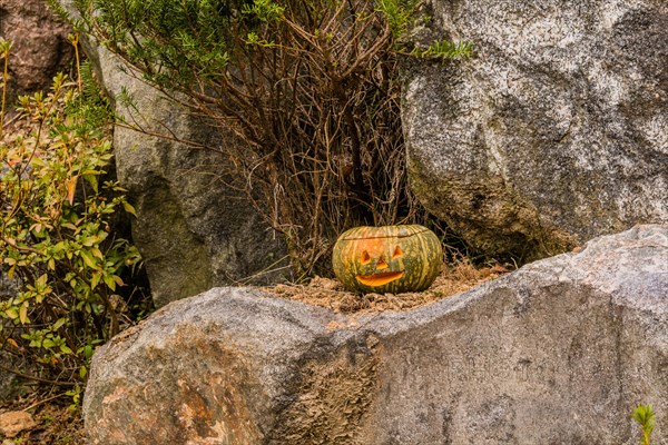 Jack-O-Lantern with flame visible inside sitting on large boulder next to pine tree in South Korea