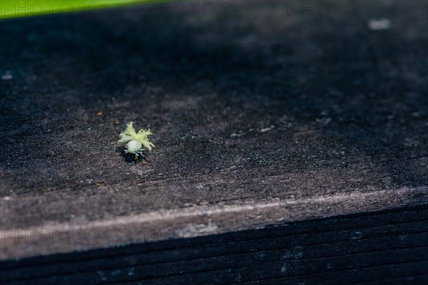 Beautiful Ricaniidae Planthopper nymph plant hopper on wooden fence railing