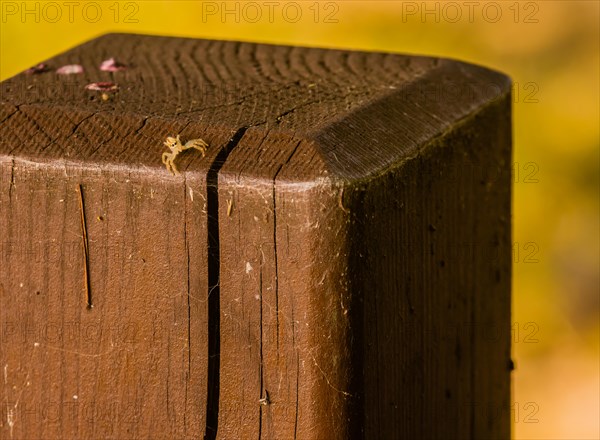 Jumping spider with translucent body on square wooden post looking toward camera