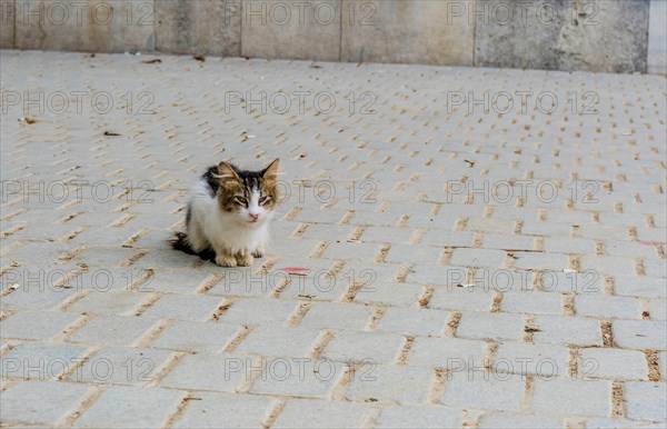 Small black and white kitten crouched on cobblestone walkway in Istanbul, Turkiye