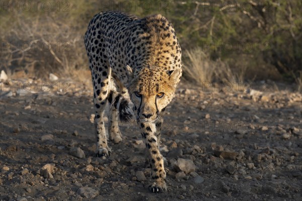 Cheetah (Acinonyx jubatus) in a threatening posture, Khomas region, Namibia, Africa