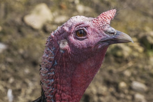 Female Turkey (Meleagris gallopavo) in captivity in summer, Quebec, Canada, North America