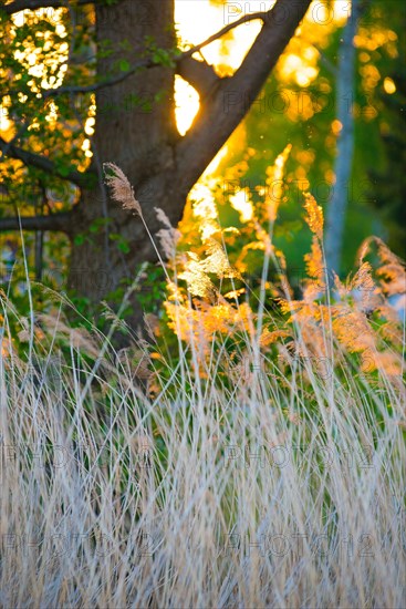 The warm light of the setting sun falls through grasses and trees, summer evening in the forest by the lake, rays of light, common reed (Phragmites australis) or reeds against the light, dancing mosquitoes, mosquitoes (Culicidae), Steinhuder Meer nature park Park, Lower Saxony, Germany, Europe