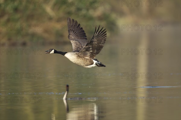 Canada goose (Branta canadensis) adult bird taking off from a lake being watched by a Great crested grebe (Podiceps cristatus), Suffolk, England, United Kingdom, Europe