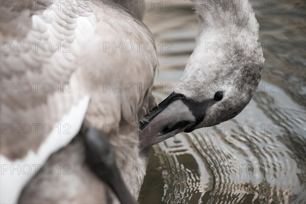 Young grey mute swan (Cygnus olor), partially white juvenile, swimming peacefully on the water and preening itself during plumage care, plumage care, light waves all around, Hesse, Germany, Europe