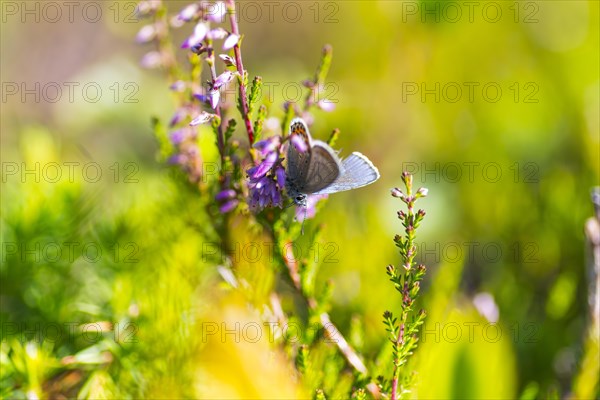 Silver-studded blue (Plebejus argus), close-up, nature photograph, Norway, Tinn, Vestfold, Europe