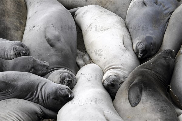 California sea lions, Adult and subadult male California sea lion (Zalophus californianus), Monterey Bay, Pacific Ocean, California, USA, North America