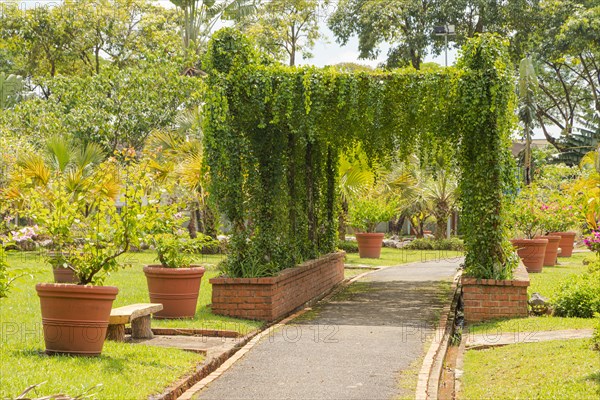 Palm collection in city park in Kuching, Malaysia, tropical garden with large trees and lawns, pergola, gardening, landscape design. Daytime with cloudy blue sky, Asia