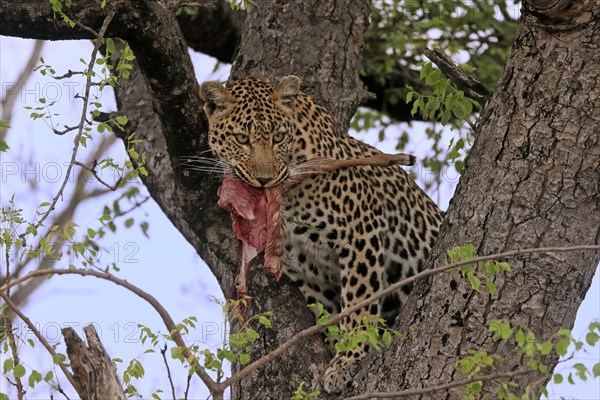 Leopard (Panthera pardus), adult, in tree, with prey, Sabi Sand Game Reserve, Kruger NP, Kruger National Park, South Africa, Africa