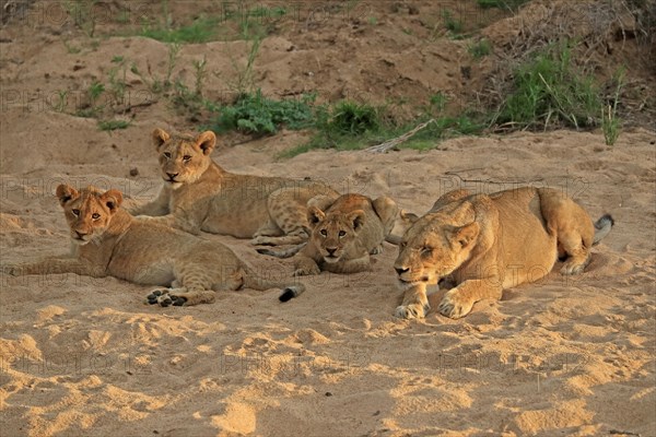 Lion (Panthera leo), cubs with mother, siblings, vigilant, Sabi Sand Game Reserve, Kruger National Park, Kruger National Park, South Africa, Africa