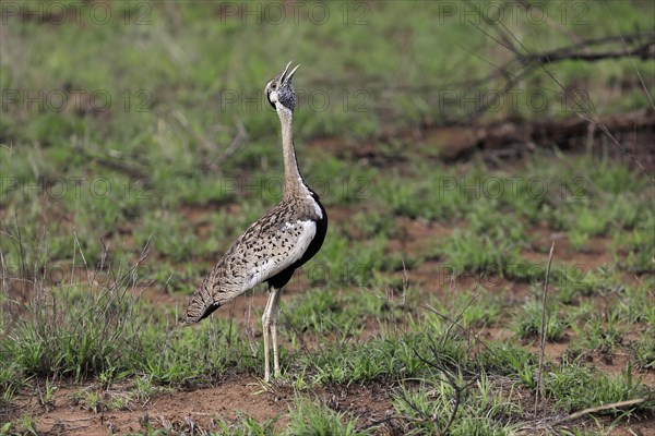 Red-crested Bustard, (Lophotis ruficrista), adult, calling, Kruger National Park, Kruger National Park, South Africa, Africa