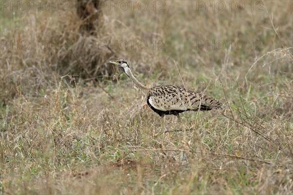 Black-bellied bustard (Lissotis melanogaster), adult, male, foraging, alert, Sabi Sand Game Reserve, Kruger National Park, Kruger National Park, South Africa, Africa