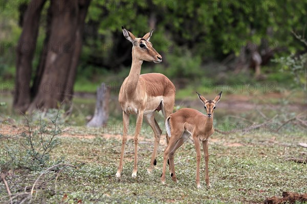 Black Heeler Antelope, (Aepyceros melampus), adult, female, young animal, mother with young animal, Kruger National Park, Kruger National Park, South Africa, Africa