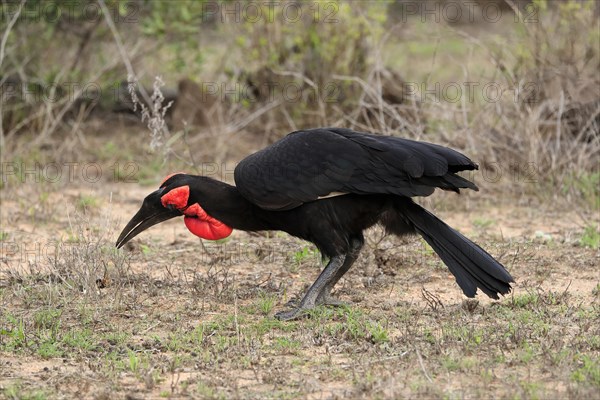 Southern ground hornbill (Bucorvus leadbeateri), adult, foraging, feeding, with prey, alert, Kruger National Park, Kruger National Park, South Africa, Africa