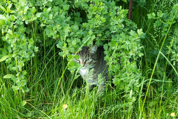 Gray spotted cat with green eyes sits in the bushes and watches against a background of green leaves