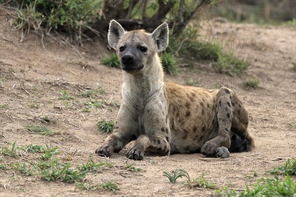 Spotted hyena (Crocuta crocuta), adult, sitting, observed, alert, Sabi Sand Game Reserve, Kruger National Park, Kruger National Park, South Africa, Africa
