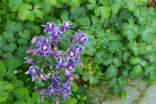 Beautiful columbine or aquilegia blue flowers in the garden, selective focus