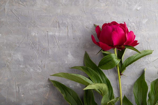 Beautiful peony pink flowers on gray concrete background, flat lay, top view, copy space