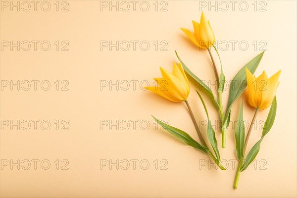 Orange tulip flowers on orange pastel background. side view, copy space, still life. Beauty, spring, summer concept