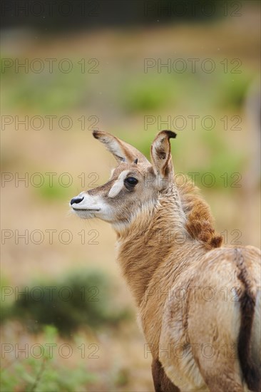 Roan Antelope (Hippotragus equinus) youngster in the dessert, captive, distribution Africa