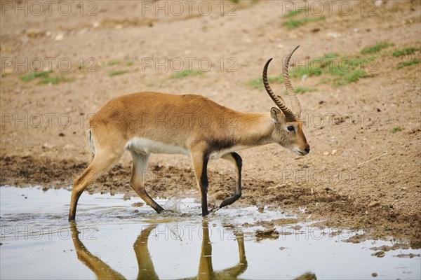 Southern lechwe (Kobus leche) in a waterhole in the dessert, captive, distribution Africa