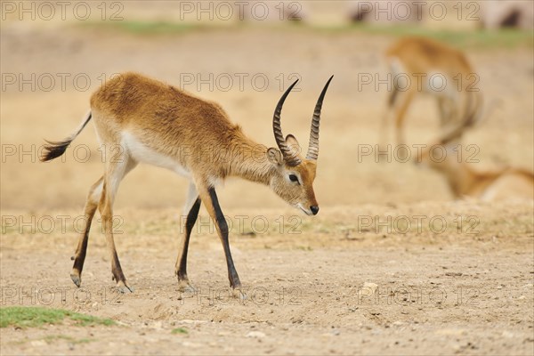 Southern lechwe (Kobus leche) in the dessert, captive, distribution Africa