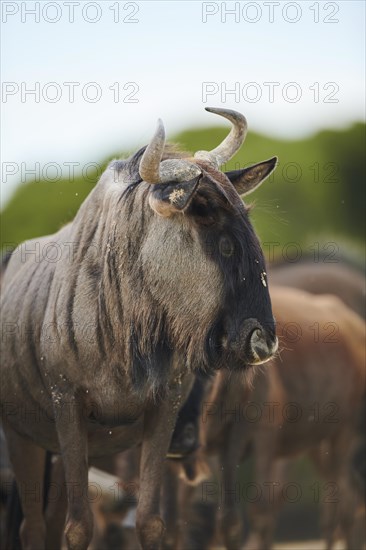 Blue wildebeest (Connochaetes taurinus) in the dessert, captive, distribution Africa