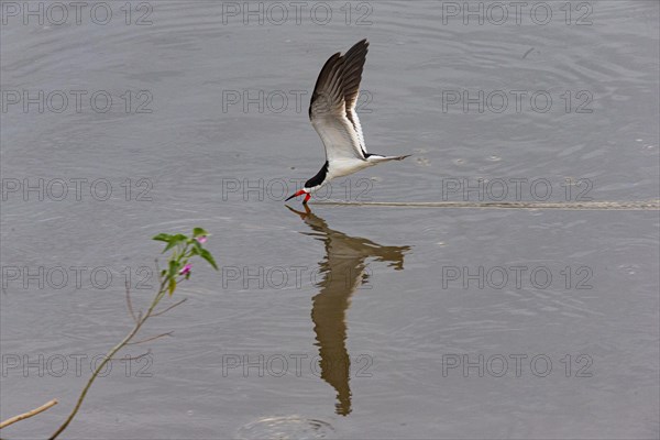 Black-mantled cranesbill (Rynchops nigra) Pantanal Brazil