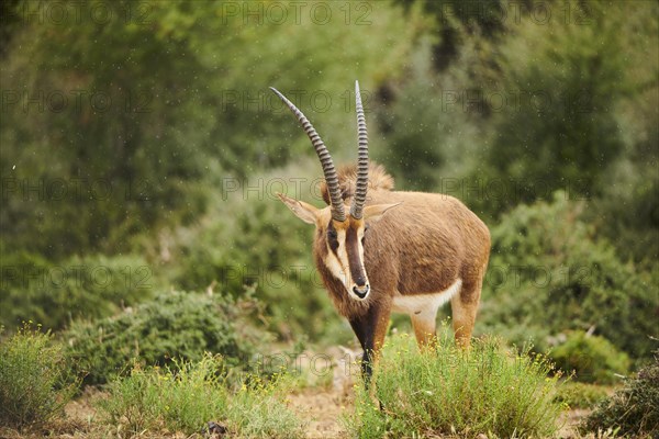 Sable antelope (Hippotragus niger) in the dessert, captive, distribution Africa