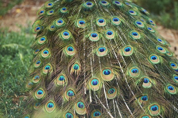 Indian peafowl (Pavo cristatus), feathers, eyes, tail, detail, France, Europe