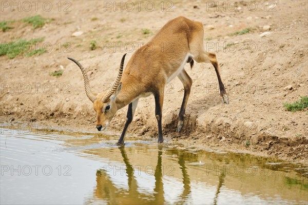 Southern lechwe (Kobus leche) at a waterhole in the dessert, captive, distribution Africa