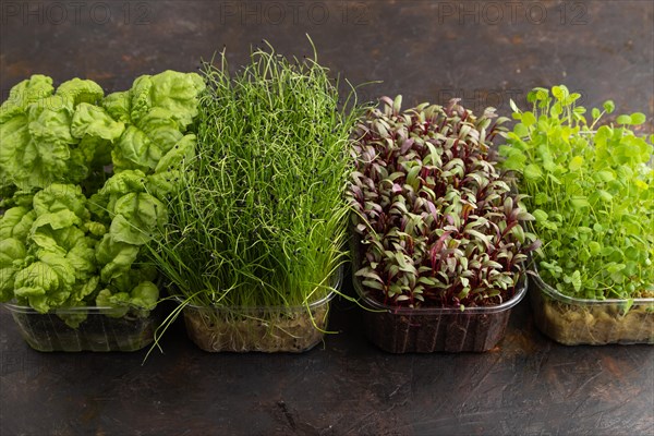 Set of boxes with microgreen sprouts of onion, clover, basil on black concrete background. Side view, copy space