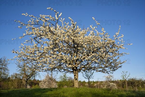 White blossoming fruit trees in a meadow in spring, the sky is blue, the sun is shining, it's evening. Between Neckargemuend and Wiesenbach, Rhine-Neckar district, Kleiner Odenwald, Baden-Wuerttemberg, Germany, Europe