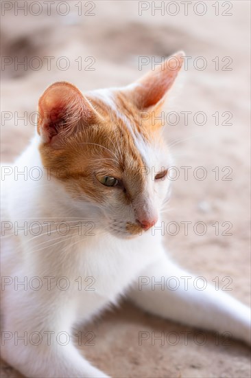 Close-up of a cute ginger cat with a soft focus background looking serene and calm bathe in summer morning light