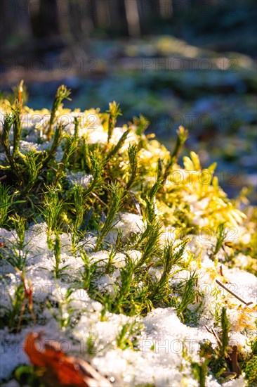 Frost-covered winter vegetation glistens in the early rays of the sun, Unterhaugstett, Black Forest, Germany, Europe