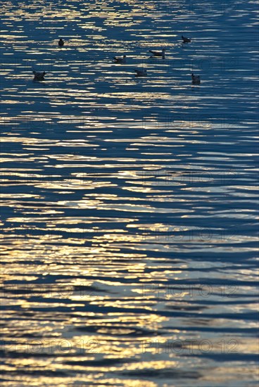 Golden reflection of the evening sun on calm, dark blue waves of a lake, some Black-headed Gulls (Chroicocephalus ridibundus) (Syn.: Larus ridibundus) swimming peacefully on the water, Mueritz, Mecklenburg-Vorpommern, Germany, Europe