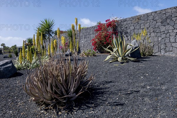 Flower bed with aloe vera, agave and bougainvillea, Lanzarote, Canary Island, Spain, Europe