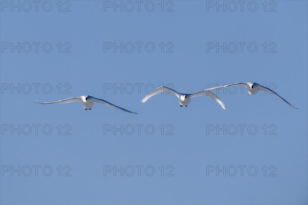 Tundra swans (Cygnus bewickii), flying, Emsland, Lower Saxony, Germany, Europe