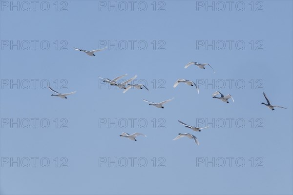 Tundra swans (Cygnus bewickii), flying, Emsland, Lower Saxony, Germany, Europe