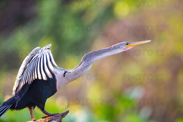 American darter (Anhinga anhinga) Pantanal Brazil