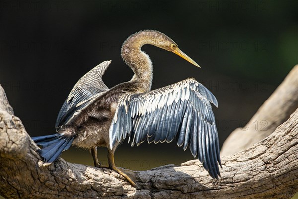 American darter (Anhinga anhinga) Pantanal Brazil