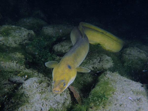 European eel (Anguilla anguilla) at night, Klosterinsel dive site, Rheinau, Canton Zurich, Rhine, High Rhine, Switzerland, Germany, Europe