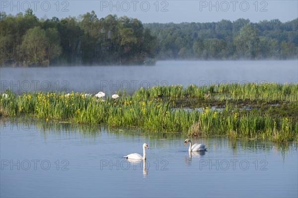 Wetland, wet meadow, water surface, mute swans (Cygnus olor), marsh iris (Iris pseudacorus) in bloom, Barnbruchswiesen and Ilkerbruch nature reserve, Lower Saxony, Germany, Europe