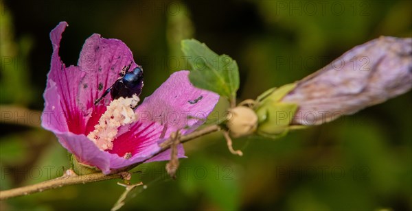 Black beetle hiding inside a pink rose of Sharon flower