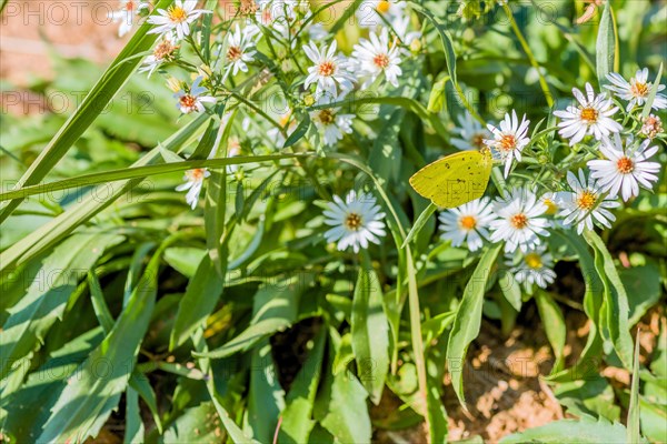 Yellow butterfly pollinating white flower on sunny morning